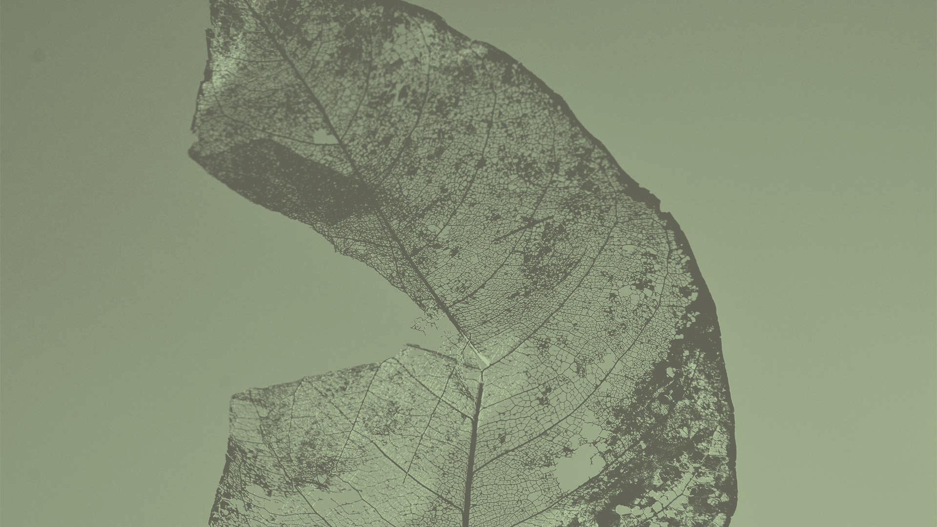 Section-BGs-dry-leaf-15a.png
