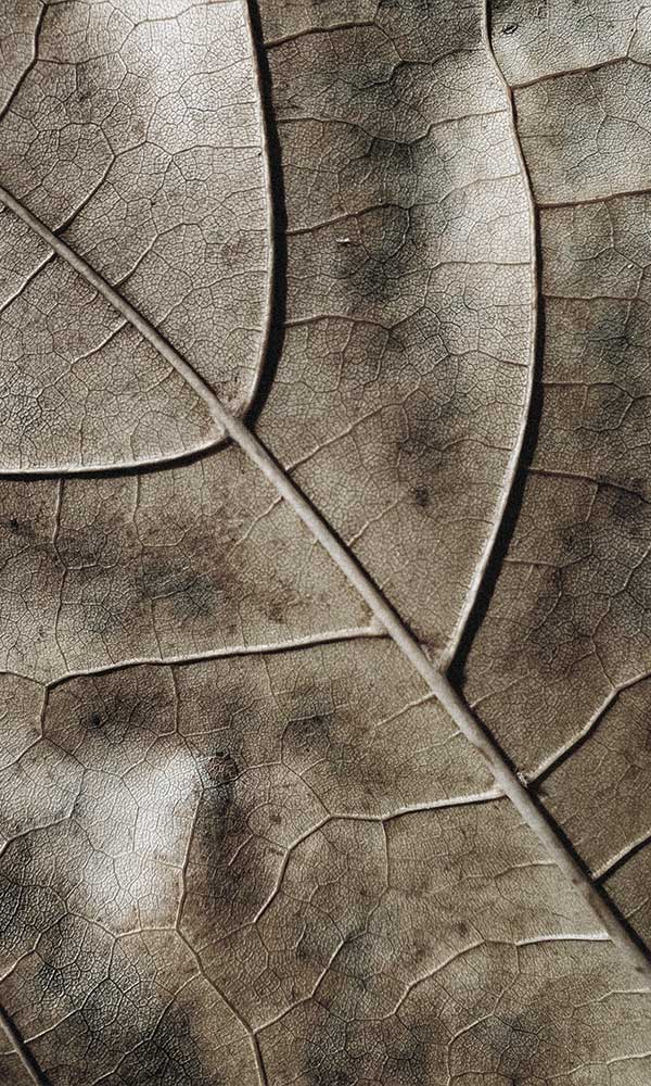 accent-23a.jpg